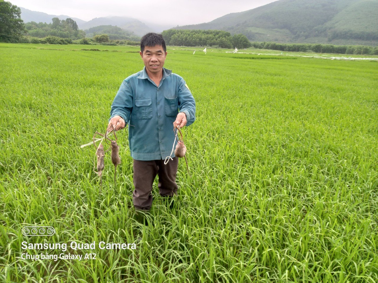 Hà Tĩnh: Nông dân như ngồi trên đống lửa vì chuột phá hại lúa